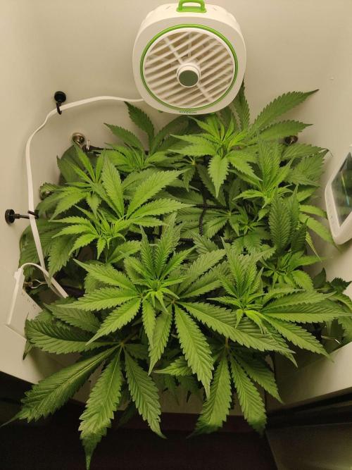 Helena. Week 8 - Day 6
