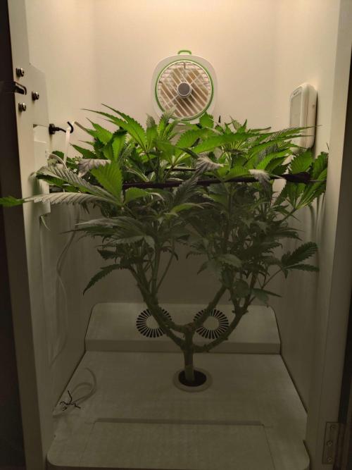 Helena. Week 8 - Day 6