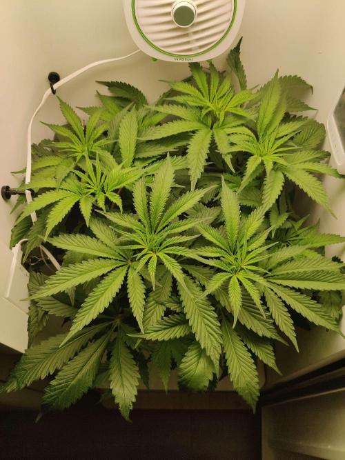 Helena. Week 8 - Day 7