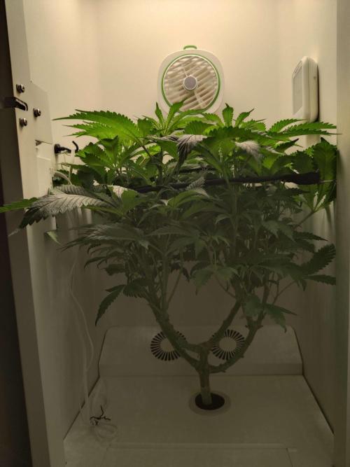 Helena. Week 8 - Day 7