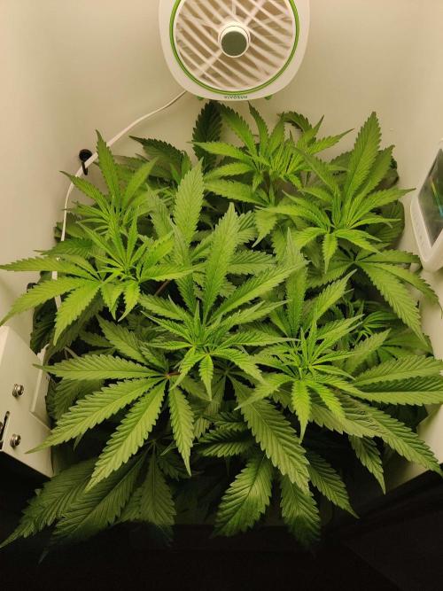 Helena. Week 9 - Day 1