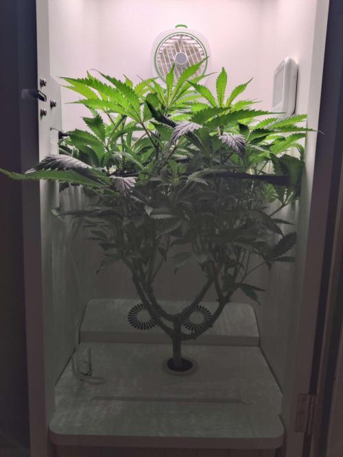 Helena. Week 9 - Day 1