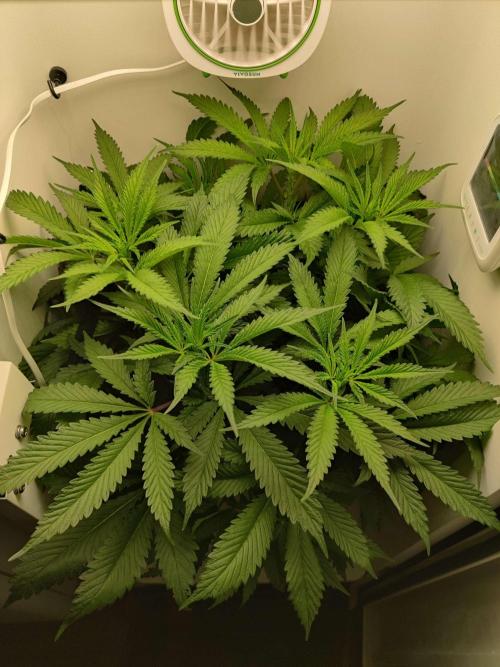 Helena. Week 9 - Day 2