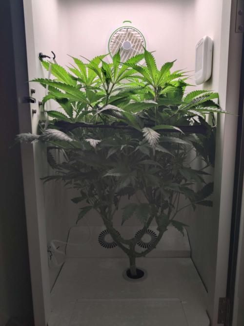 Helena. Week 9 - Day 2