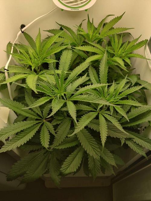 Helena. Week 9 - Day 3