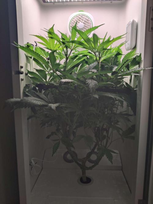 Helena. Week 9 - Day 3