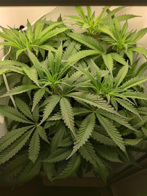 Helena. Week 9 - Day 4