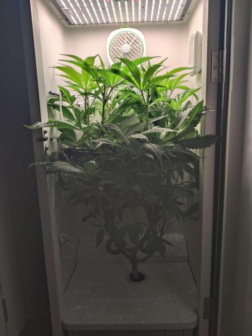 Helena. Week 9 - Day 4
