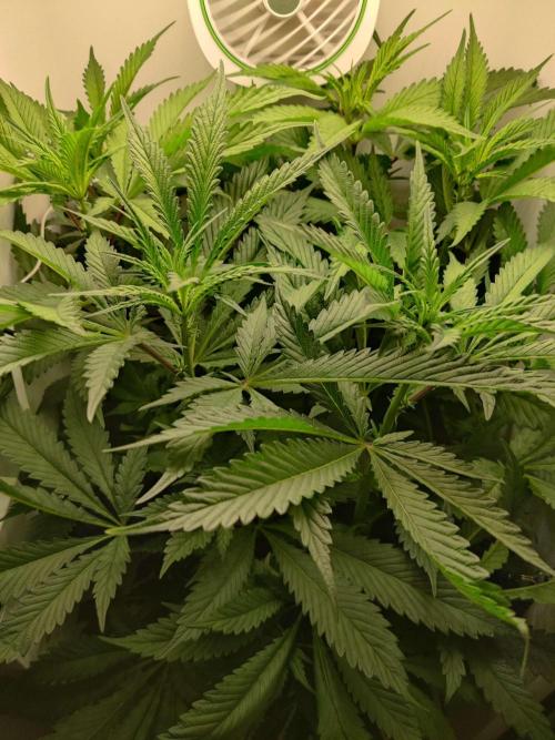 Helena. Week 9 - Day 5