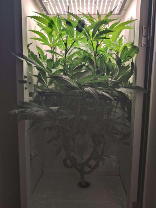 Helena. Week 9 - Day 5