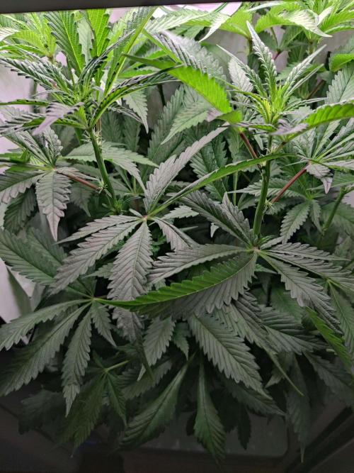 Helena. Week 9 - Day 6
