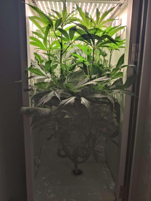 Helena. Week 9 - Day 6
