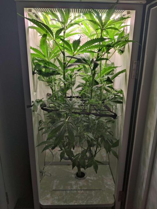 Helena. Week 9 - Day 7