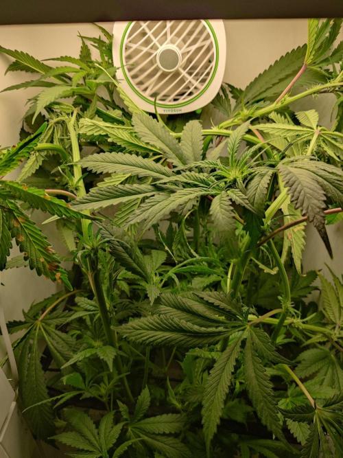 Helena. Week 10 - Day 1