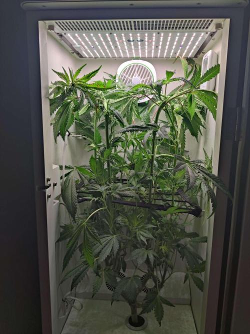 Helena. Week 10 - Day 1