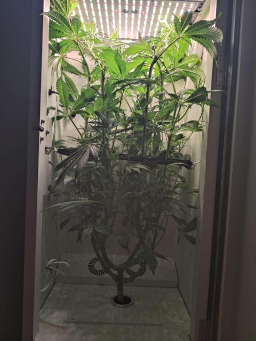Helena. Week 10 - Day 2