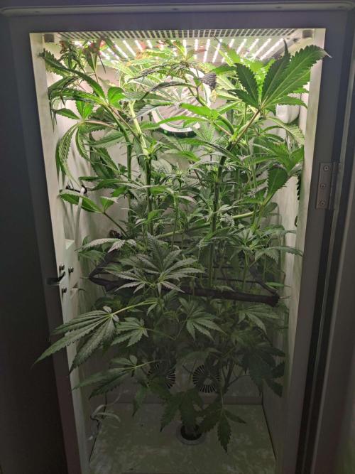 Helena. Week 10 - Day 3