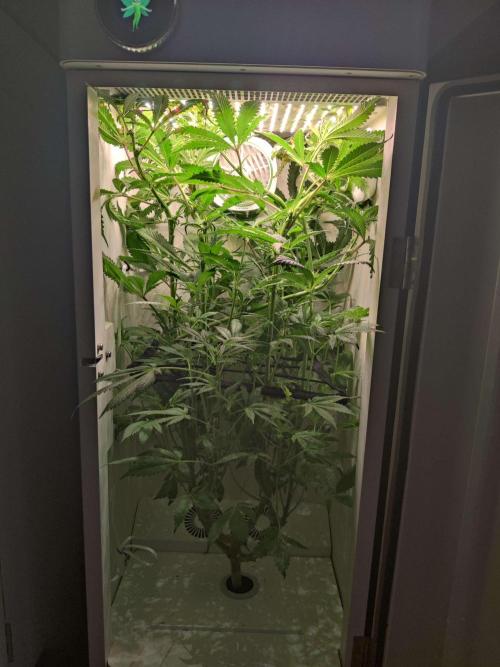 Helena. Week 10 - Day 4