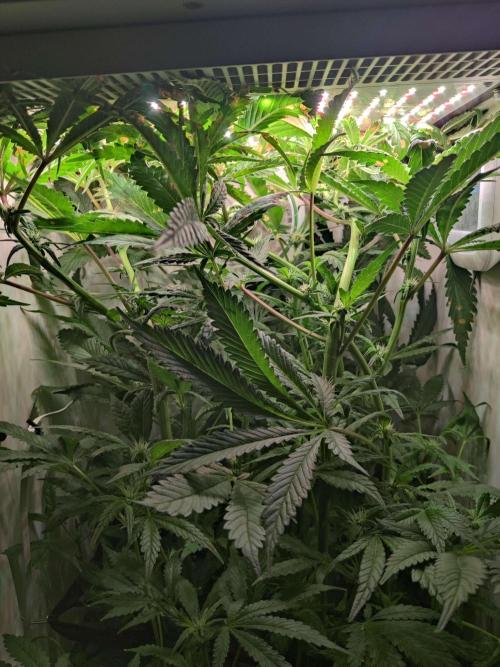 Helena. Week 10 - Day 6