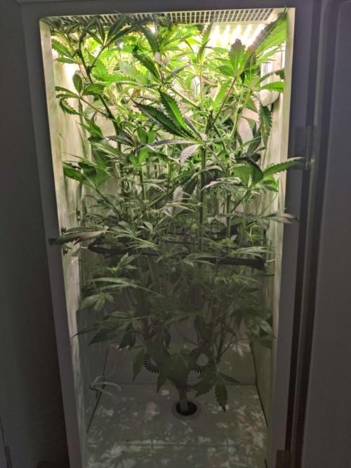Helena. Week 10 - Day 6