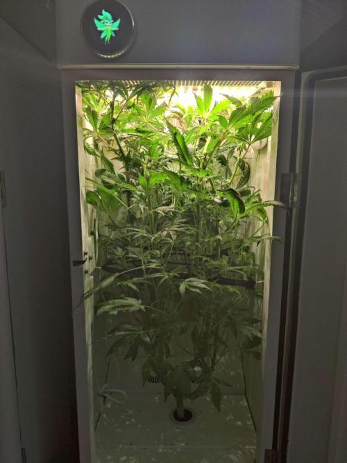 Helena. Week 10 - Day 7