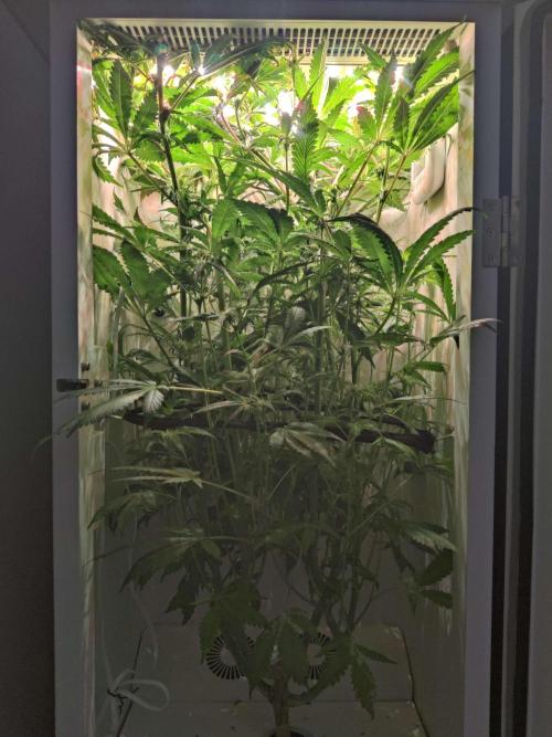 Helena. Week 11 - Day 1