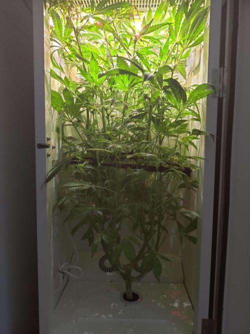 Helena. Week 11 - Day 2