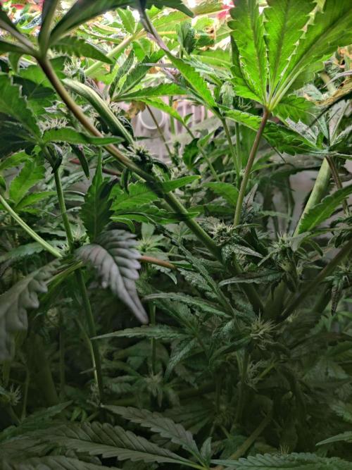 Helena. Week 11 - Day 3