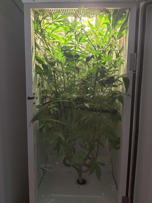 Helena. Week 11 - Day 3