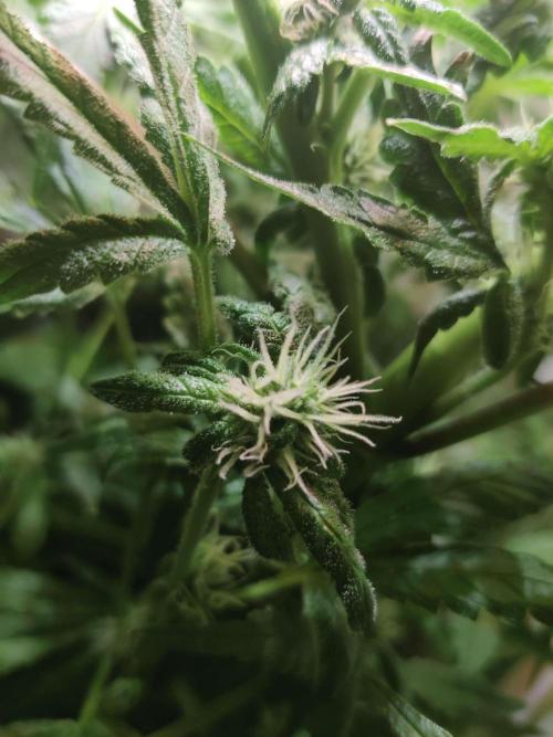 Helena. Week 11 - Day 4