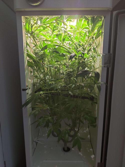 Helena. Week 11 - Day 4