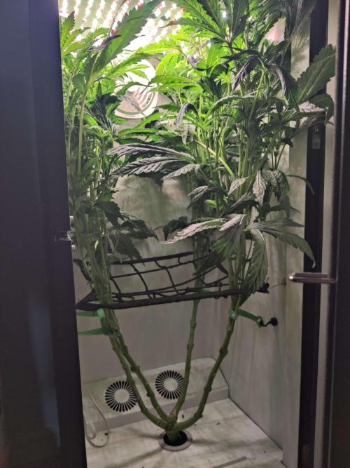Misty. Week 9 - Day 1