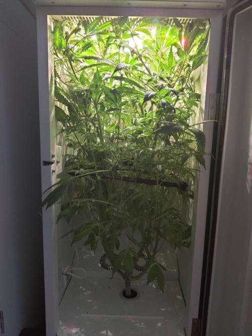 Helena. Week 11 - Day 5