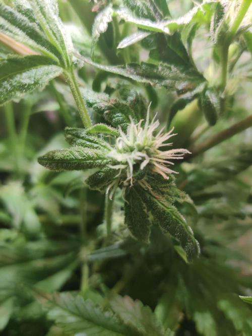 Helena. Week 11 - Day 6