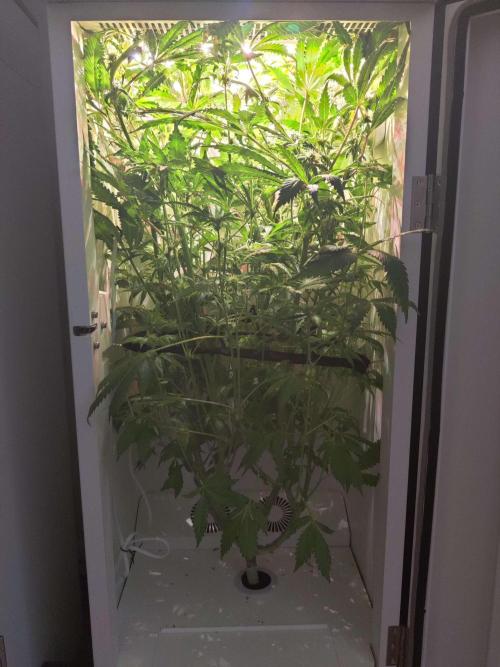 Helena. Week 11 - Day 6