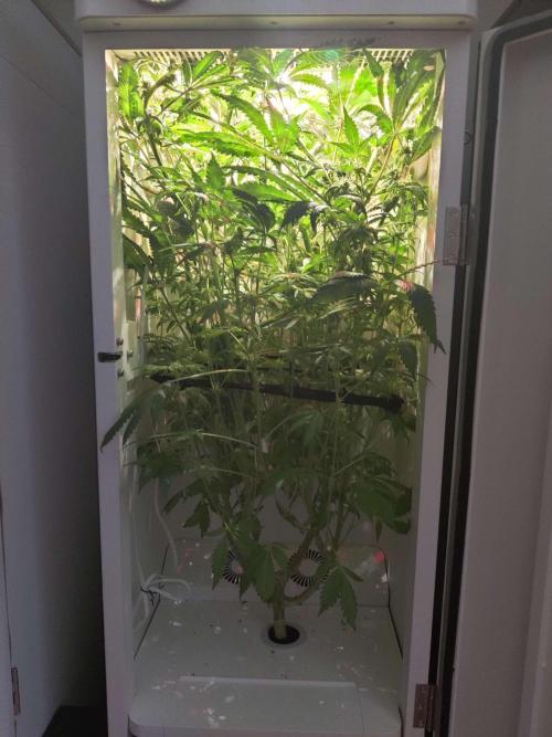 Helena. Week 11 - Day 7