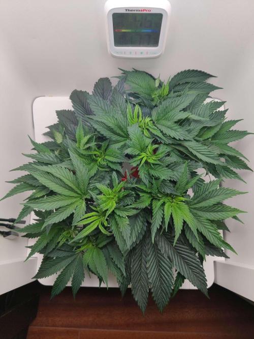 Olivia. Week 5 - Day 3