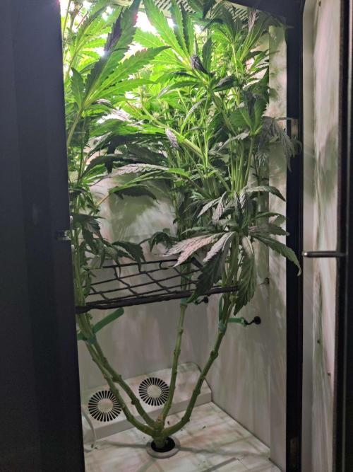 Misty. Week 9 - Day 4