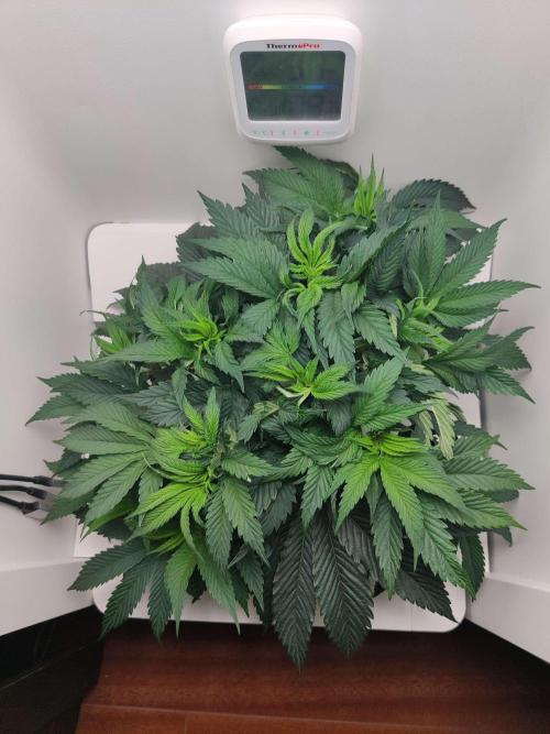 Olivia. Week 5 - Day 4