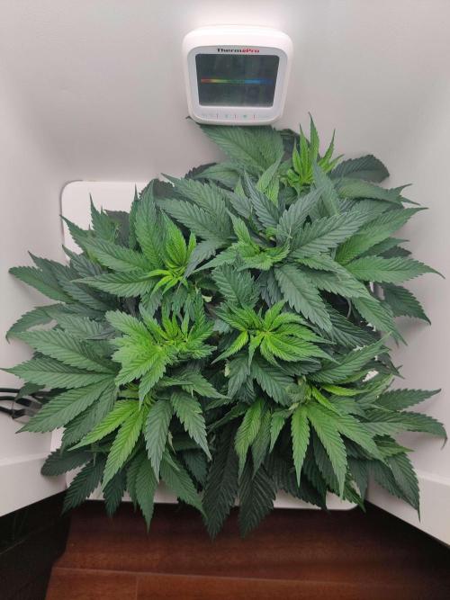 Olivia. Week 5 - Day 5