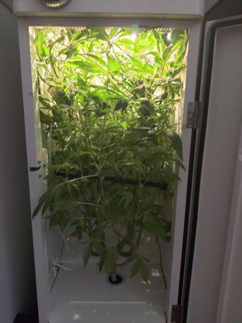 Helena. Week 12 - Day 3