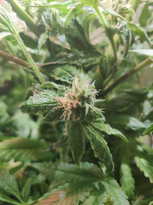 Helena. Week 12 - Day 4