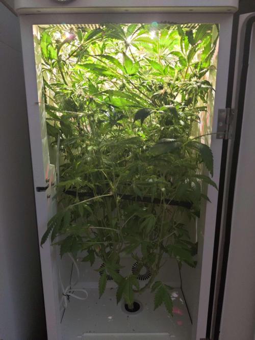 Helena. Week 12 - Day 4