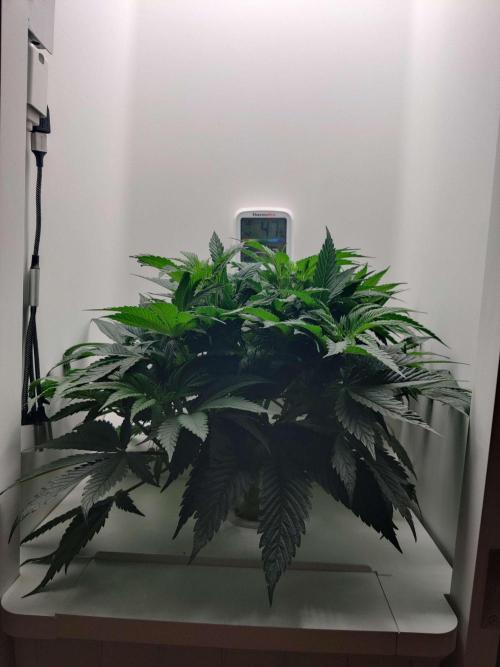 Olivia. Week 5 - Day 7