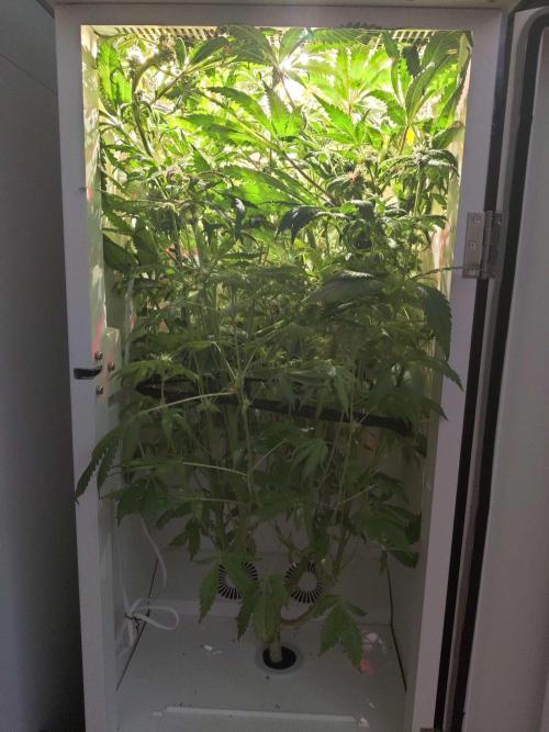 Helena. Week 12 - Day 5
