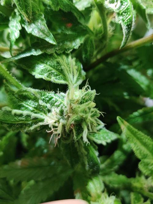 Helena. Week 13 - Day 1
