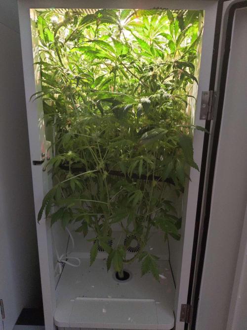 Helena. Week 13 - Day 1