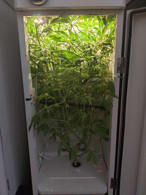 Helena. Week 12 - Day 6