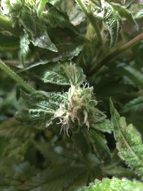 Helena. Week 12 - Day 7