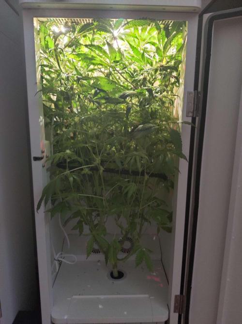 Helena. Week 12 - Day 7